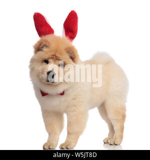 Klassische Chow Chow das Tragen der roten hasenohren kopfband stehen auf weißen Hintergrund und nach unten schauen. Stockfoto