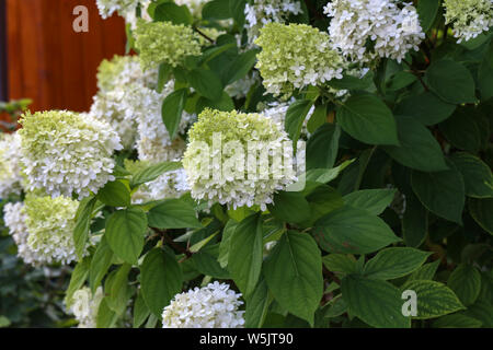 Weiß blühenden Hortensien Pflanzen in voller Blüte. Stockfoto