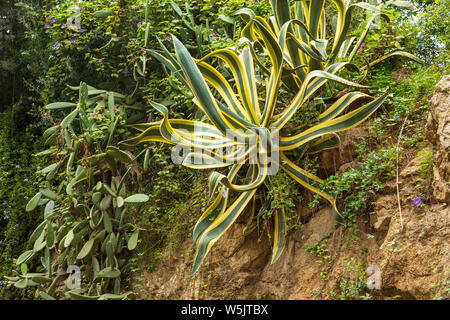 Agaven und Feigenkakteen auf der Piste im Park Güell, Barcelona, Spanien. Stockfoto