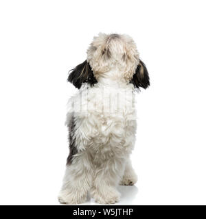 Neugierig schwarz und weiß Shih Tzu sucht beim Stehen auf weißem Hintergrund Stockfoto