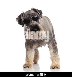 Adorable schnauzer Sonnenbrille tragen steht auf weißem Hintergrund und schaut auf die Seite Stockfoto