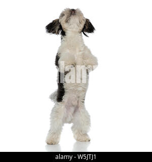 Neugierig schwarz und weiß Shih Tzu stehen auf der Rückseite der Beine auf weißem Hintergrund sucht Stockfoto