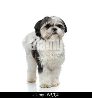 Adorable Shih Tzu steht auf weißem Hintergrund Stockfoto