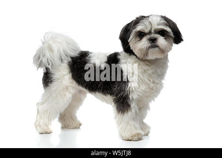 Seitenansicht von Furry schwarz und weiß Shih Tzu auf weißem Hintergrund Stockfoto