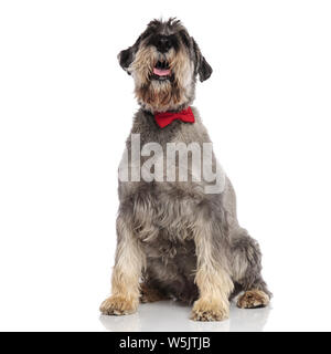 Gentleman schnauzer sitzt auf weißem Hintergrund und sieht, während keuchend Stockfoto