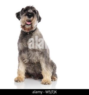 Cute schanuzer trägt einen schwarzen Kragen sitzt auf weißem Hintergrund und Hosen Stockfoto