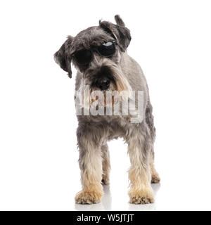 Cool schnauzer Sonnenbrille tragen steht auf weißem Hintergrund und sieht nach unten Stockfoto