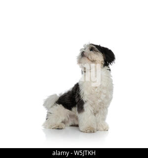 Sitz schwarz und weiß Shih Tzu schaut oben auf weißem Hintergrund zu Seite Stockfoto