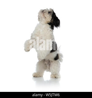 Adorable schwarz und weiß Shih Tzu stehen auf zwei Beinen auf weißem Hintergrund sucht Stockfoto