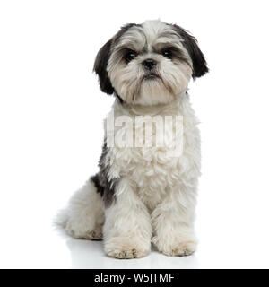 Adorable furry Shih Tzu sitzen auf weißem Hintergrund Stockfoto