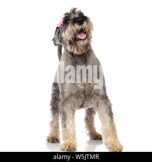 Cute keuchend Schnauzer mit rosa Stirnband steht auf weißem Hintergrund und Sucht Stockfoto