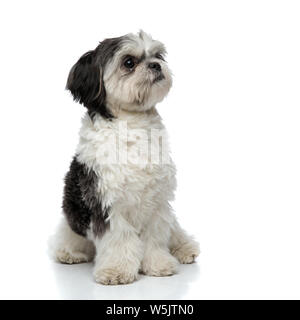 Adorable schwarz und weiß Shih Tzu sieht bis zu Seite sitzend auf weißem Hintergrund Stockfoto
