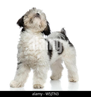 Adorable furry Shih Tzu stehen auf weißen Hintergrund und Suchen Stockfoto