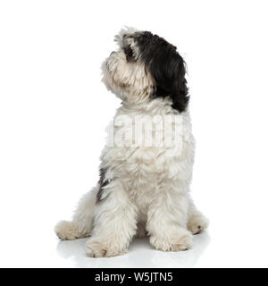 Neugierig Shih Tzu sitzen auf weißem Hintergrund sieht bis zu Seite Stockfoto