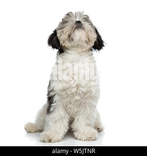 Haarige schwarze und weiße Shih Tzu sitzt auf weißem Hintergrund und Sucht Stockfoto