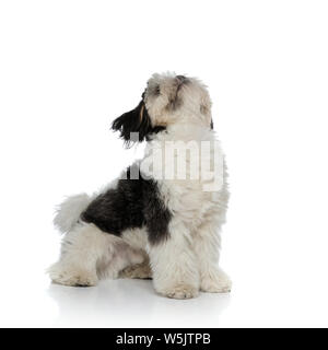 Adorable schwarz und weiß Shih Tzu sitzen auf weißem Hintergrund und Suchen Stockfoto