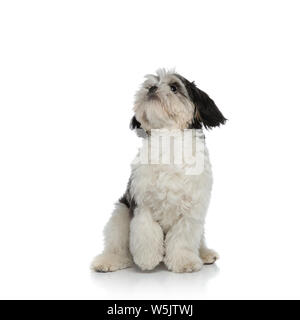 Adorable sitzt Shih Tzu mit schwarzen und weißen Fell schaut oben auf weißem Hintergrund zu Seite Stockfoto