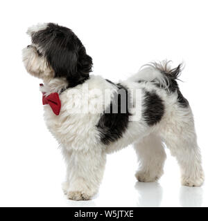 Seitenansicht der schwarzen und weißen Shih Tzu das Tragen der roten bowtie auf weißem Hintergrund Stockfoto