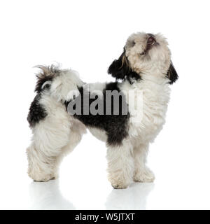 Seitenansicht der schwarzen und weißen Shih Tzu suchen beim Stehen auf weißem Hintergrund Stockfoto