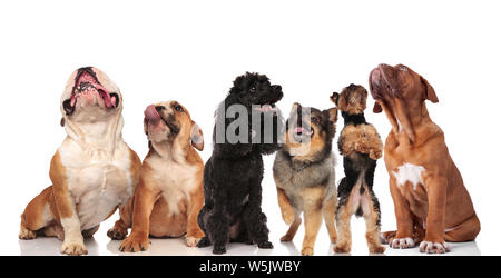 Adorable Team von sechs Neugierig hecheln Hunde suchen im Stehen und Sitzen auf weißem Hintergrund Stockfoto