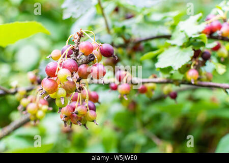 Die jostaberry Close up, komplexe - Kreuz Obst Bush, Zweig mit reifen Beeren, schwarzen Johannisbeeren mit schwarzer Stachelbeere und mit europäischen Stachelbeere, Eco Stockfoto