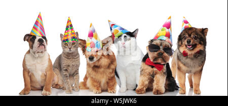 Sechs niedlichen Hunde und Katzen tragen bunte Geburtstag Hüte beim Sitzen und Liegen auf weißem Hintergrund Stockfoto