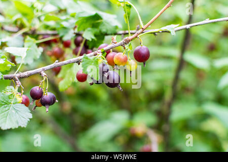 Die jostaberry, komplexe - Kreuz Obst Bush, Zweig mit reifen Beeren, schwarzen Johannisbeeren mit schwarzer Stachelbeere und mit europäischen Stachelbeere, Eco Bio Stockfoto