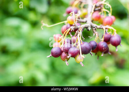 Die jostaberry Close up, komplexe - Kreuz Obst Bush, Zweig mit reifen Beeren, schwarzen Johannisbeeren mit schwarzer Stachelbeere und mit europäischen Stachelbeere, Eco Stockfoto