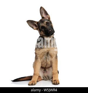 Deutscher Schäferhund sitzend lehnt seinen Kopf auf weißem Hintergrund zu Seite, suchen adorable Stockfoto