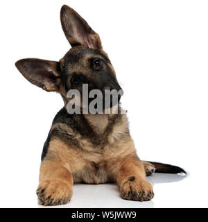 Cute shepard Hund neigt den Kopf zur Seite, während er auf weißem Hintergrund Stockfoto