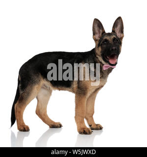 Seitenansicht des eleganten Deutschen Schäferhund mit offenem Mund auf der Suche bis zu Seite beim Stehen auf weißem Hintergrund Stockfoto