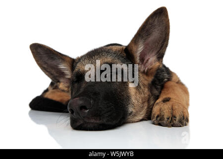 Cute schwarz und braun Deutscher Schäferhund liegend auf weißem Hintergrund mit dem Kopf nach unten und Schlafen Stockfoto
