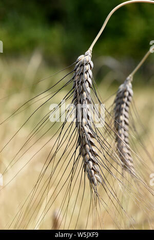 Schwarzer Emmer, Triticum dicoccon, Weizenart, Stockfoto