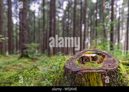 Ein einziger Pilz wächst in einem Stammbaum Stockfoto