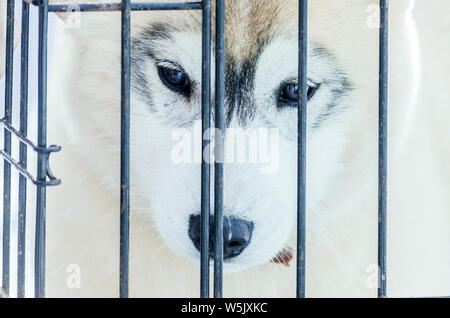 Siberian Husky Welpen Hund im Käfig hinter Gittern. Close up Husky Rasse portrait. Husky Hund hat braune und weiße Fellfarbe. Isoliert weißer Hintergrund. Kopieren Stockfoto