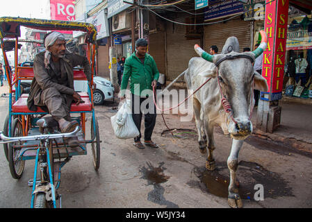 Neu Delhi, Indien, 10. März 2017: den Menschen und die heilige Kuh in den Straßen von Neu Delhi Stadt in Indien. Stockfoto
