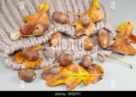 Eicheln, Blätter und cupules auf einem Wollenen beige Mütze im Herbst Stockfoto
