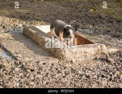 Neugieriges kleines Ferkel auf einem Bauernhof Stockfoto