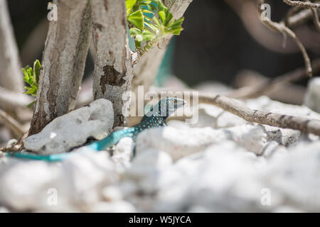 Whiptail Eidechsen am Strand von Aruba Stockfoto