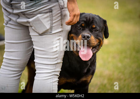 Juli 27, 2019, Lissabon, Portugal: Rottweiler in Aktion während der 38Th National Dog Show von Sintra und 36 internationalen Hunde Ausstellung in Lissabon. Credit: Henrique Casinhas/SOPA Images/ZUMA Draht/Alamy leben Nachrichten Stockfoto