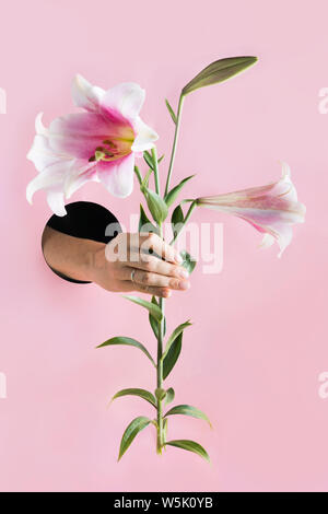 Weibliche Hand, die eine rosa Lilie in Papier Loch. Close Up. Isoliert. Stockfoto