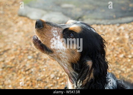 Bertie, meine Schöne tricolor Cocker Spaniel Stockfoto