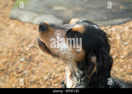 Bertie, meine Schöne tricolor Cocker Spaniel Stockfoto