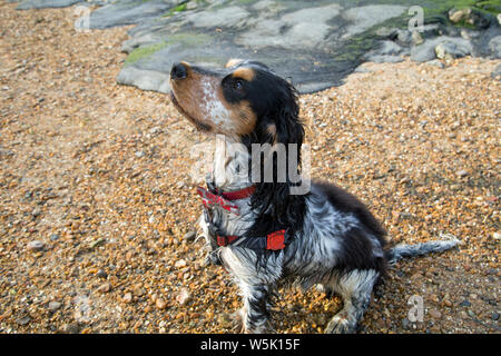 Bertie, meine Schöne tricolor Cocker Spaniel Stockfoto