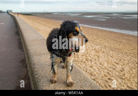 Bertie, meine Schöne tricolor Cocker Spaniel Stockfoto