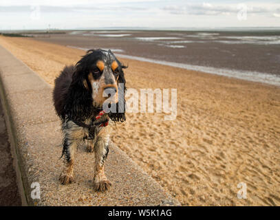 Bertie, meine Schöne tricolor Cocker Spaniel Stockfoto