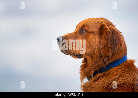 Close-up Seitenansicht eines Golden Retriever Hund. Stockfoto