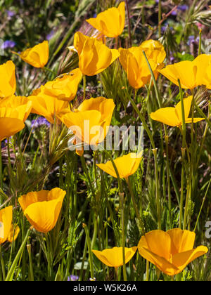 Mexikanische gold Mohnblumen, Kalifornien Mohn (Eschscholzia californica), vorbei an Mountain Trail, Usery Mountain Regional Park, Mesa, Arizona. Stockfoto