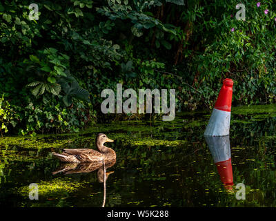 Eine Ente sieht einen Gedumpten Leitkegel im stagnierenden Wasser Stockfoto