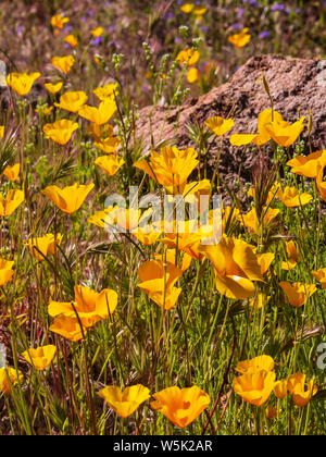 Mexikanische gold Mohnblumen, Kalifornien Mohn (Eschscholzia californica), vorbei an Mountain Trail, Usery Mountain Regional Park, Mesa, Arizona. Stockfoto